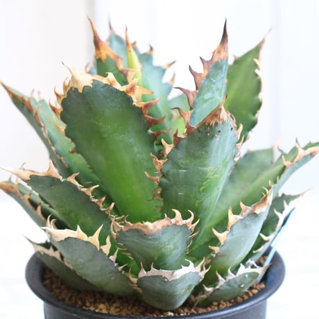 Agave レッドキャットウィーズル