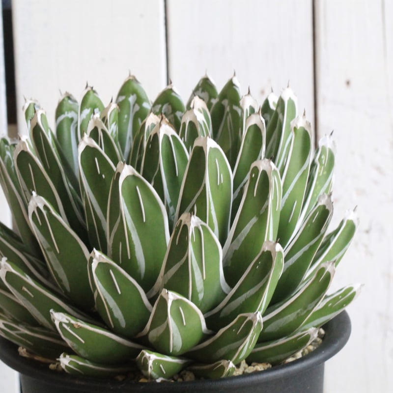 アガベ ビクトリアン・レジーナエ・コンパクタ | hanayoshi-botanical