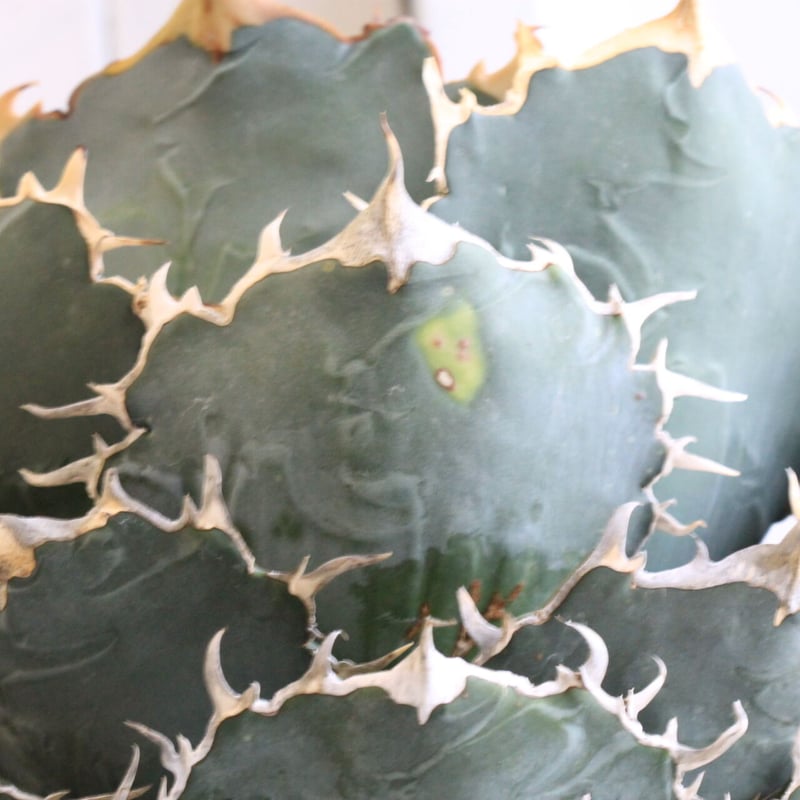 アガベ チタノタ 白鯨 | hanayoshi-botanical