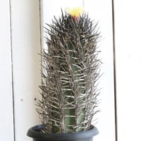Echinocactus プラチナ金鯱 | hanayoshi-botanical