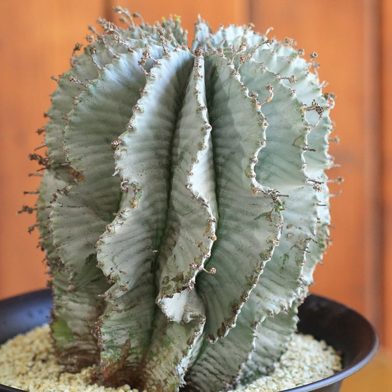 Euphorbia horrida アルバ | hanayoshi-botanical