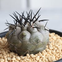 コピアポア　シネレア　黒王丸（実生）
