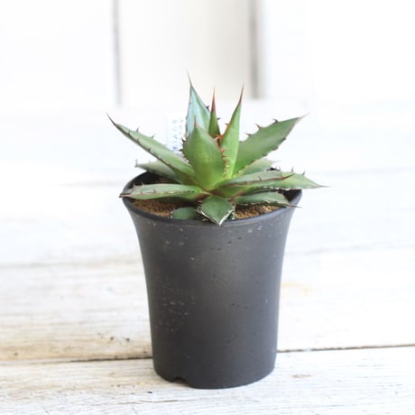 Agave ホリダ