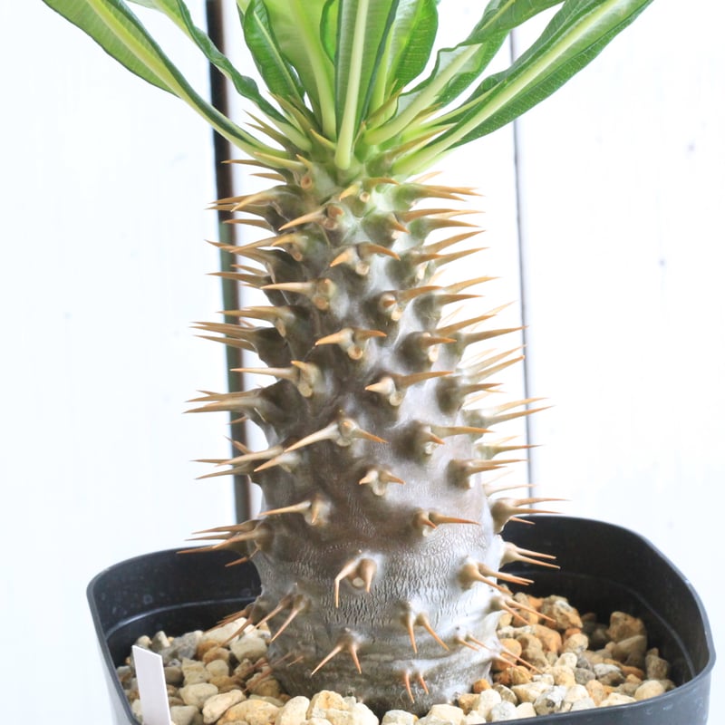 パキポディウム アンボンゲンセ 実生 | hanayoshi-botanical