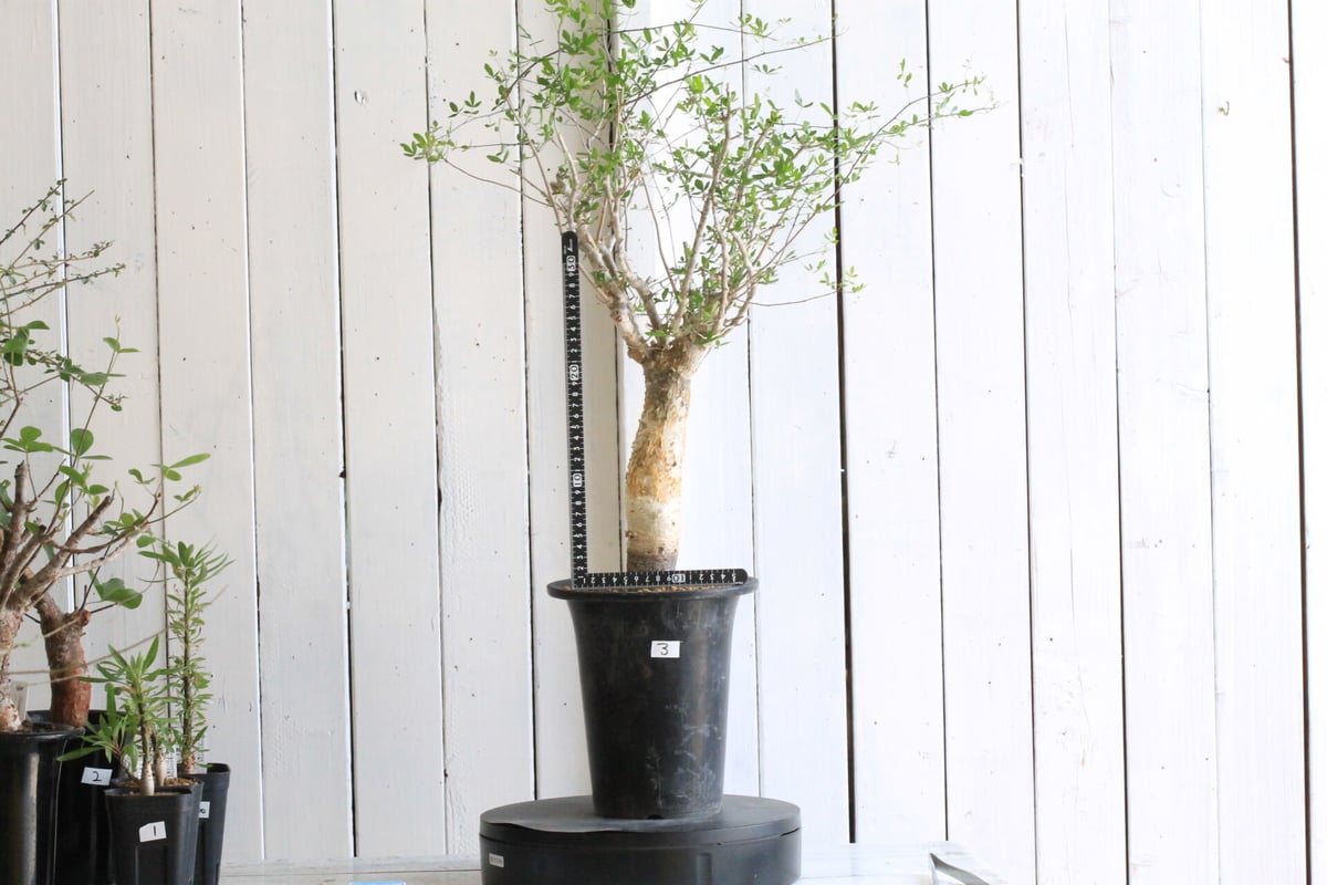 fit=scale-down,w=1200