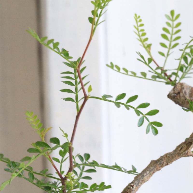 オペルクリカリア パキプス | hanayoshi-botanical