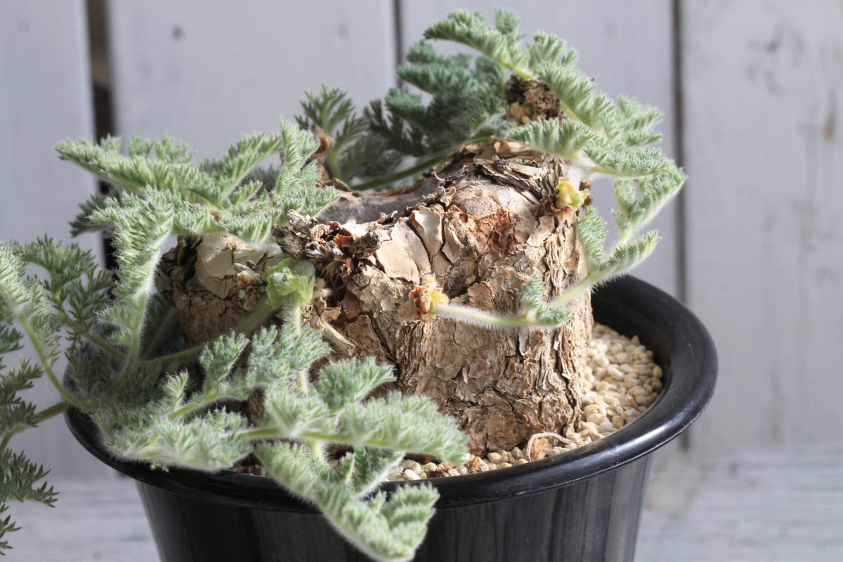 ペラルゴニウム　トリステ　現地球 発根株（鉢付き） ペラルゴニウム・トリステ発根済み鉢付き現地株