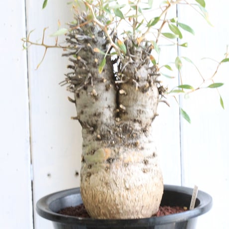 フォークイエリア　コルムナリス　観峰玉