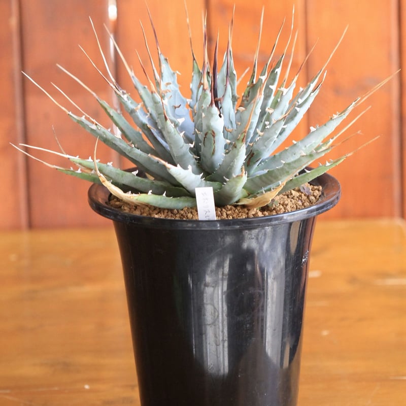 agave utahensis eborispina ユタエンシス エボリスピナ | hana agave utahensis eborispina ユタエンシス エボリスピナ | hana