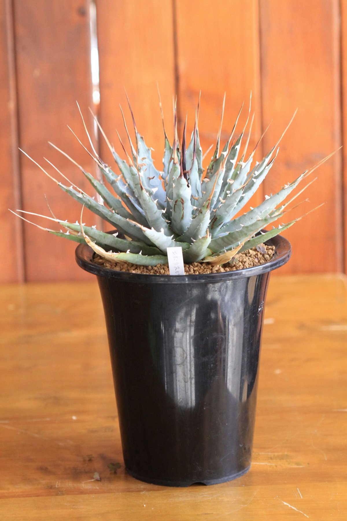 agave utahensis eborispina ユタエンシス エボリスピナ | hana agave utahensis eborispina ユタエンシス エボリスピナ | hana