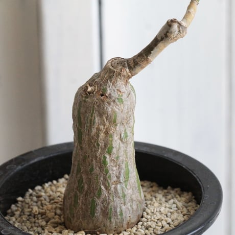ボンバックス　エリプチカム