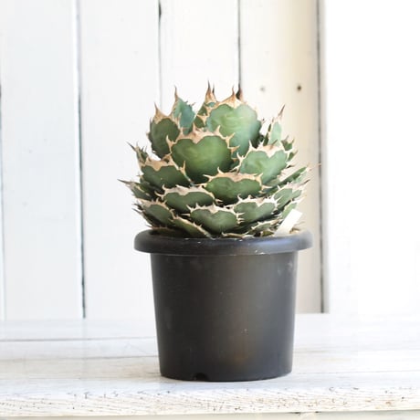 Agave titanota (N.F)
