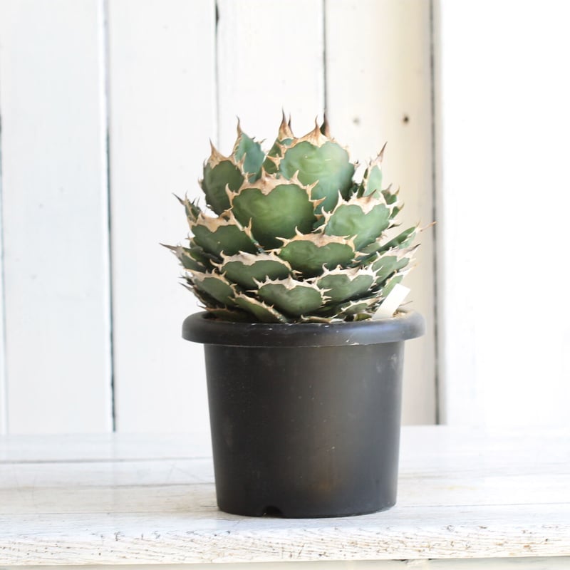 Agave titanota (N.F) | hanayoshi-botanical Agave titanota (N.F) | hanayoshi-botanical