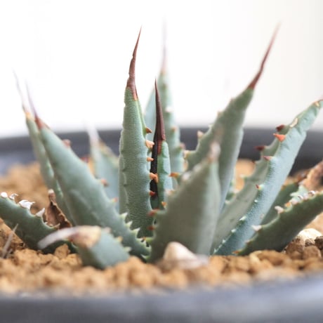 Agave utahensis eborispina　ユタエンシス　エボリスピナ