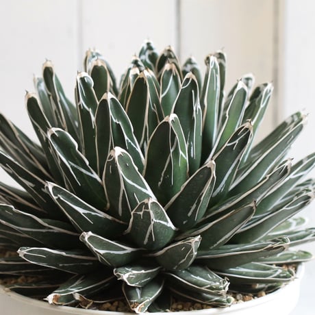 Agave 特選笹の雪