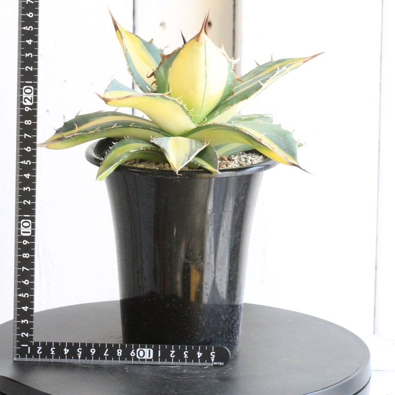 アガベチタノタ錦薄中斑❤️稀少 アガベ チタノタ錦 Agave titanota f.variegata｜多肉植物図鑑