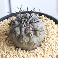コピアポア　シネレア　黒王丸（実生)