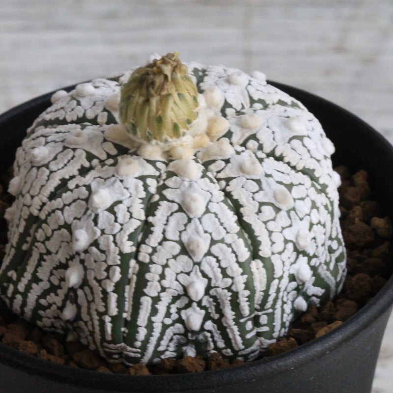 アストロフィツム スーパー兜 | hanayoshi-botanical