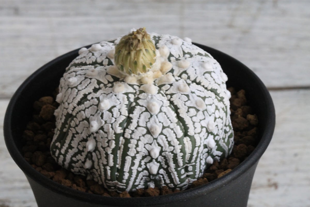 アストロフィツム スーパー兜 | hanayoshi-botanical