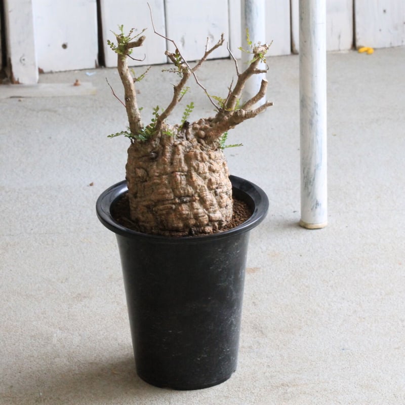 オペルクリカリア パキプス | hanayoshi-botanical