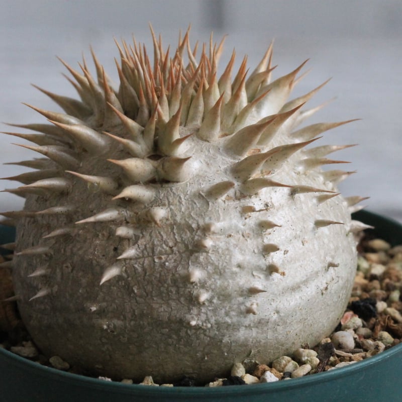 パキポディウム タッキー×レウコキサンツム　ハイブリッド 陶器鉢 パキポディウム タッキー×レウコキサンツム ハイブリッド 陶器鉢