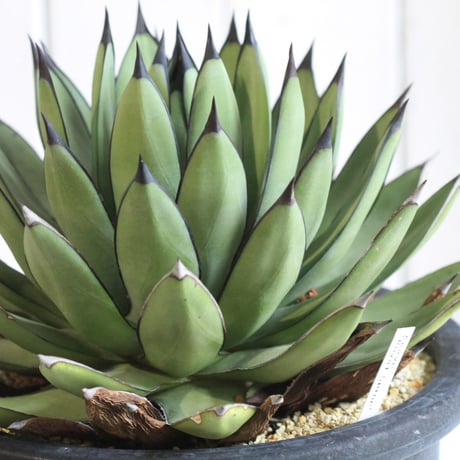 Agave Royal Spine アガベ・ロイヤルスピン