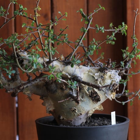 Commiphora　kataf 　コミフォラ　カタフ