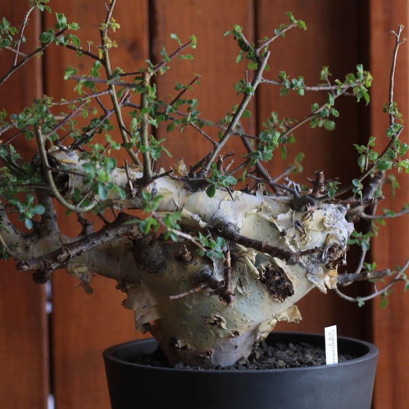 Commiphora kataf コミフォラ カタフ | hanayoshi-botanical