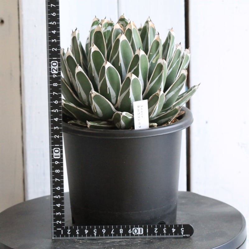 アガベ　コンパクト　美株　笹の雪Ｂ型 アガベ '王妃笹の雪 B型' Agave 'Filifera var.compacta