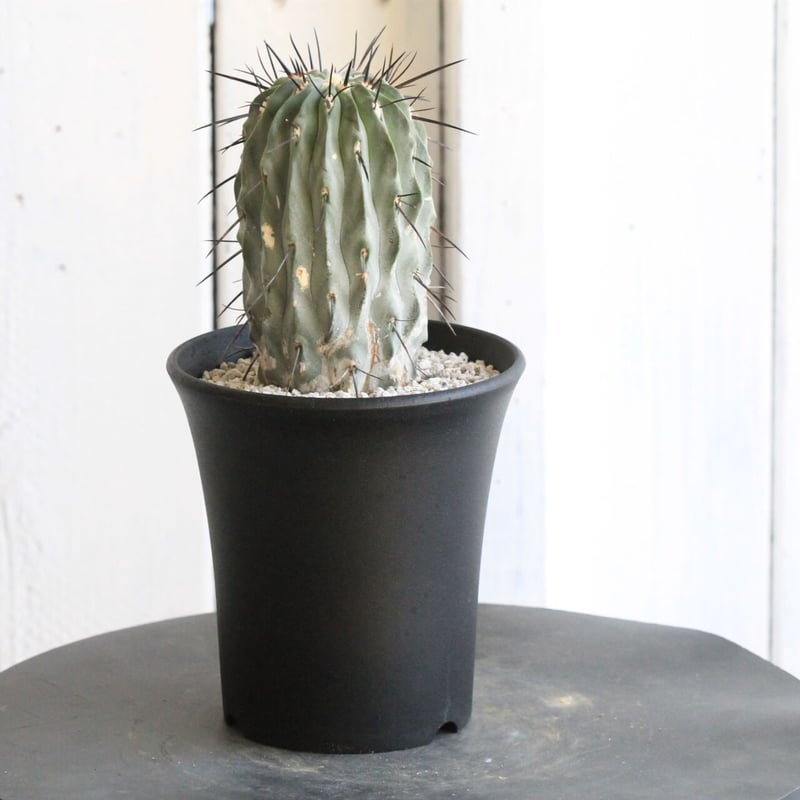 コピアポアギガンティア　現地株 コピアポアギガンティア 現地株 - メルカリ