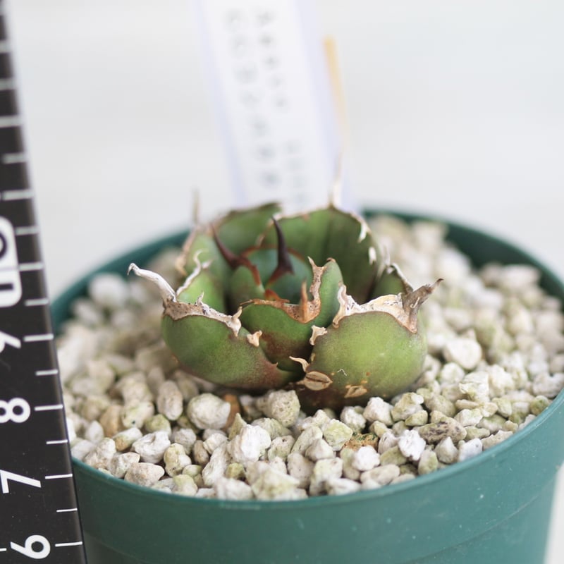 アガベ GGコンパクタ | hanayoshi-botanical