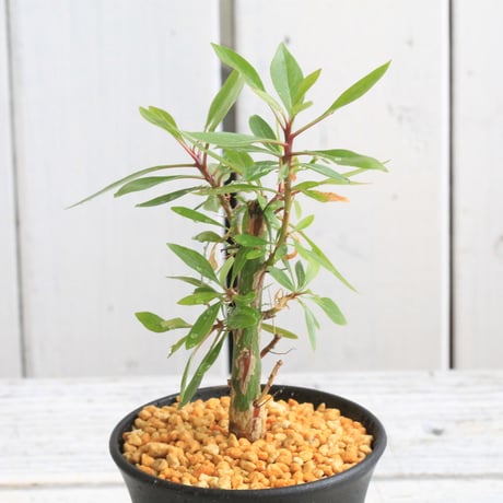 CATEGORY フォークイエリア | hanayoshi-botanical CATEGORY フォークイエリア | hanayoshi-botanical