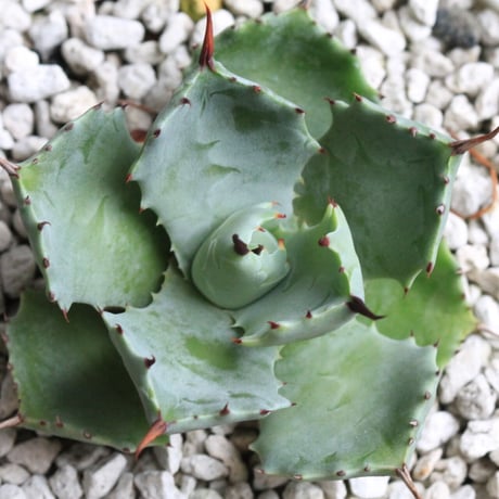 アガベ　イスツメンシス　雷帝　D