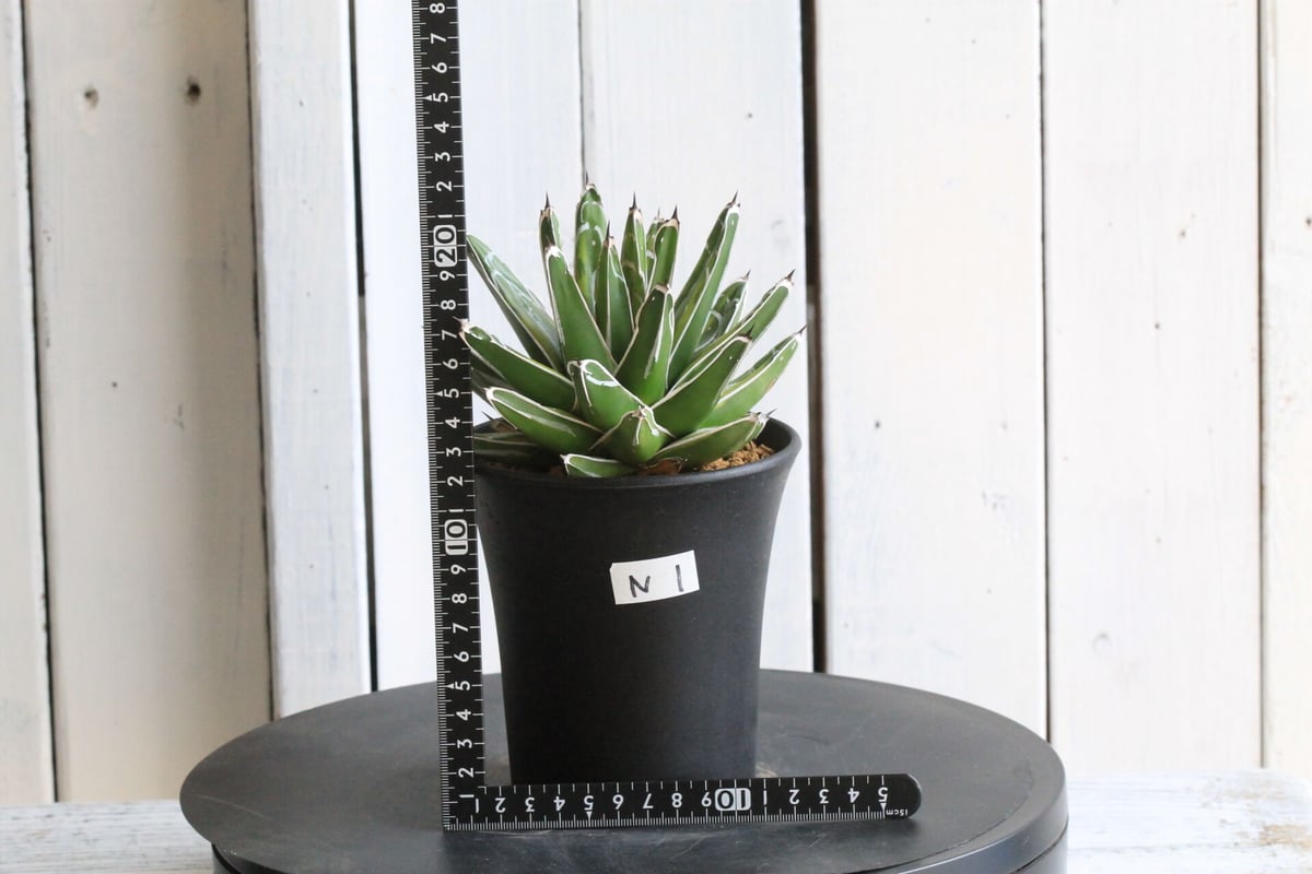 アガベ 笹の雪錦 | hanayoshi-botanical