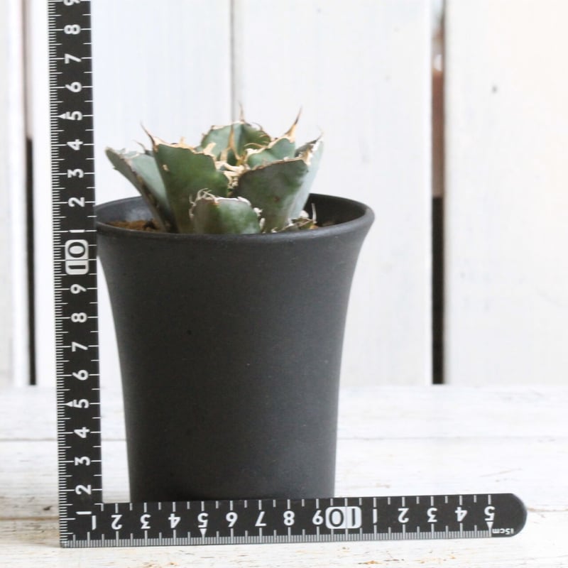 アガベ チタノタ スーパー白鯨 | hanayoshi-botanical