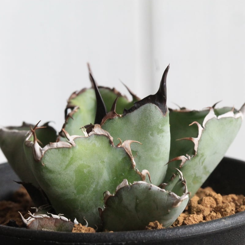 アガベ チタノタ ブラックアンドブルー 13センチ 【公式通販】