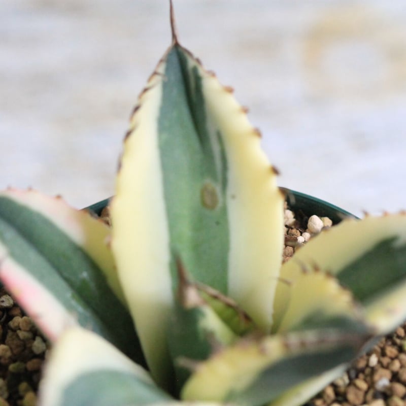 Agave titanota スナグルトゥース | hanayoshi-botanical
