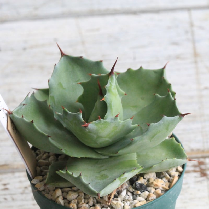 アガベ イシスメンシス グリーンダルマ① | hanayoshi-botanical