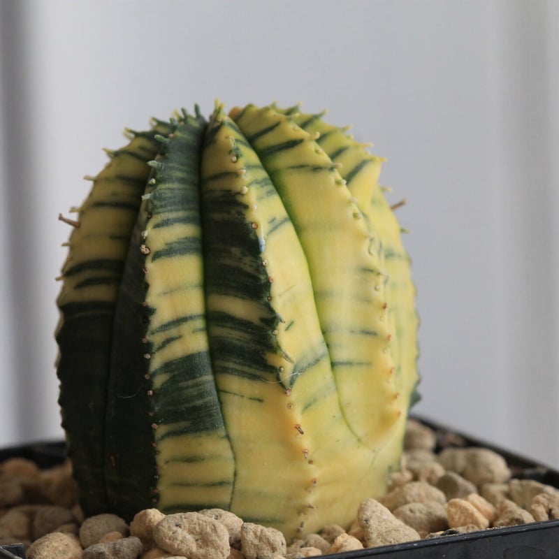 ユーフォルビア 魔紅麒麟錦　カキコ含む　一鉢　サボテン　多肉植物 ユーフォルビア 魔紅麒麟錦 | STELLA.PLANTS