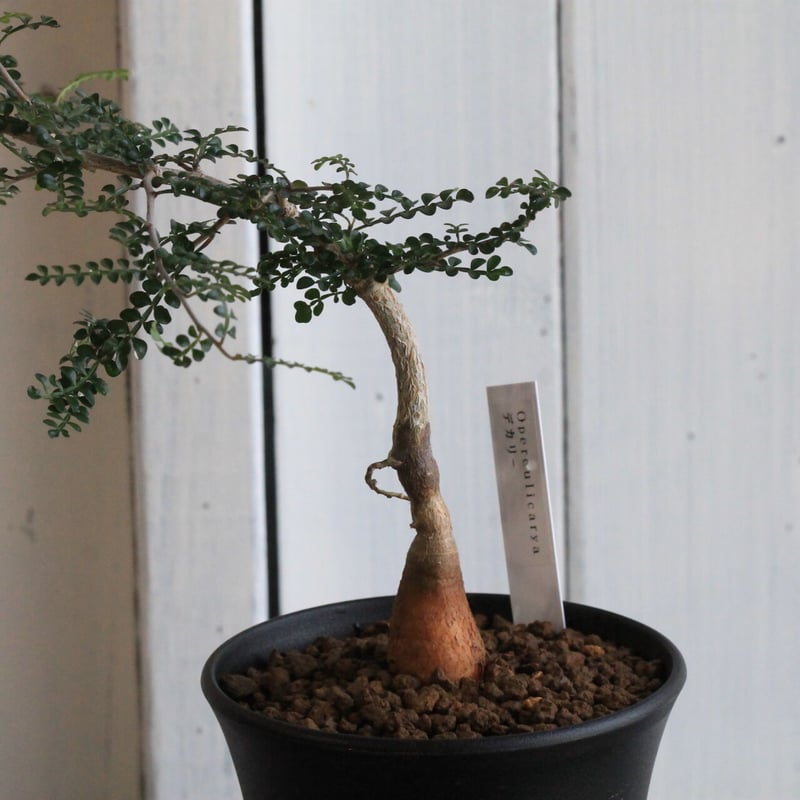 オペルクリカリア　デカリー【実生株】② 観葉植物/オペルクリカリア：デカリー （実生株） 3.5号鉢植え24