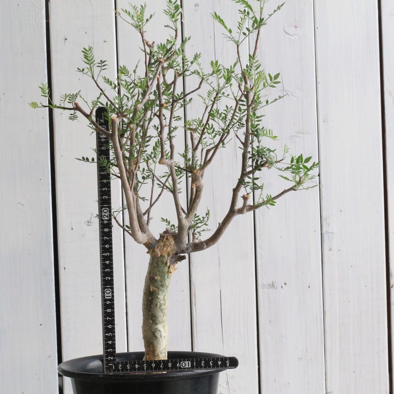 ブルセラ ミクロフィラ×2鉢 | hanayoshi-botanical