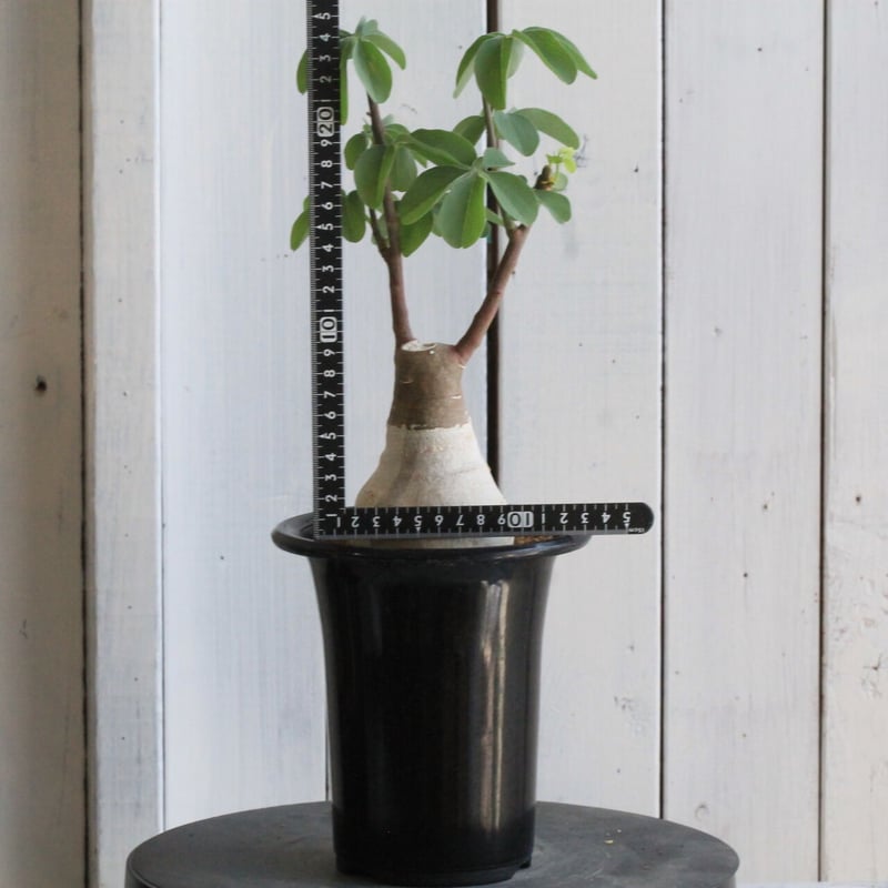 アデニア グラウカ | hanayoshi-botanical