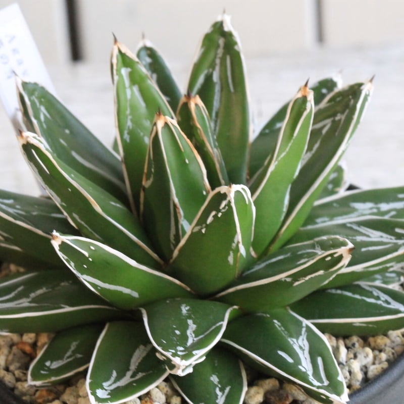 アガベ 笹の雪 美株 中株 20センチ アガベ 笹の雪 美株 中株 20センチ