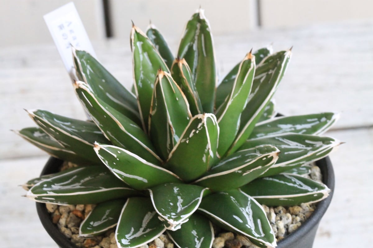 アガベ 笹の雪　美株　中株　20センチ アガベ 笹の雪 美株 中株 20センチ アガベ 笹の雪 美株