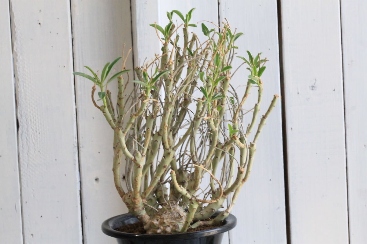 ユーフォルビア ロンギツベルクローサ | hanayoshi-botanical