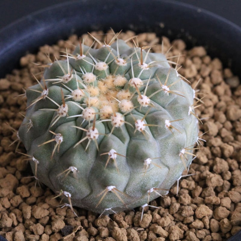 コピアポア コルムナ アルバ（実生） | hanayoshi-botanical