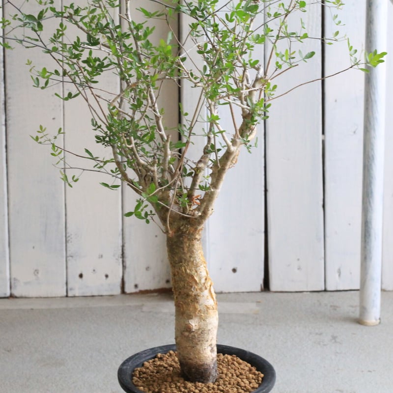 コミフォラ　フンベルティ コミフォラ フンベルティ | hanayoshi-botanical