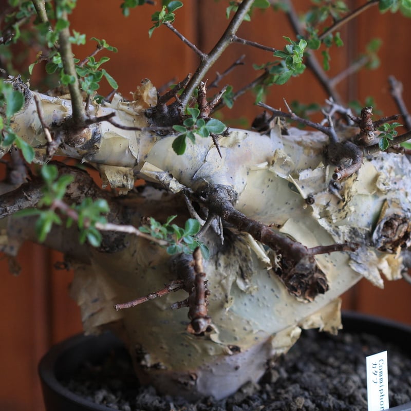 Commiphora kataf コミフォラ カタフ | hanayoshi-botanical