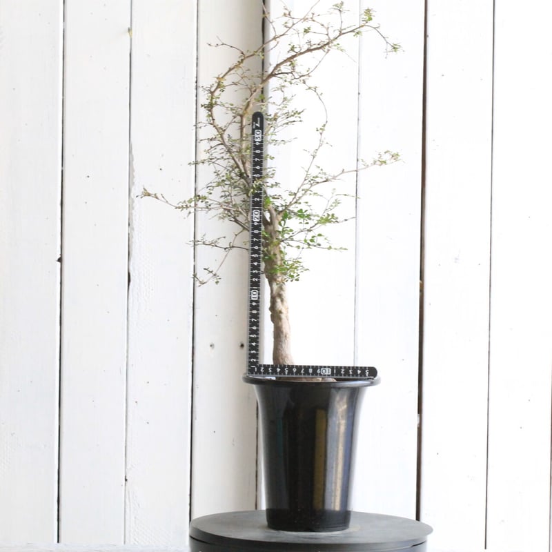 オペルクリカリア デカリー | hanayoshi-botanical