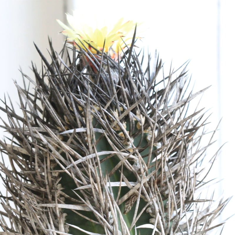 アストロフィツム 大鳳玉 | hanayoshi-botanical